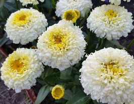 Леукантемум (нивяник) Луна (Luna) купить