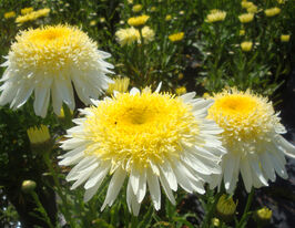 Леукантемум (нивяник) Реал Глори (Real Glory) купить