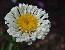 Леукантемум (нивяник) Реал Нит (Real Neat) купить