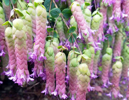 Душица (Орегано) круглолистная Аметист Фоллс купить