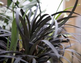 Офиопогон плоскострелый Нигресценс (Nigrescens) купить