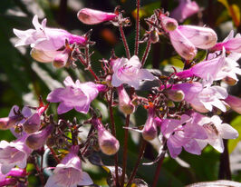 Пенстемон Дарк Тауерс (Penstemon Dark Towers)купити