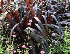 Пеннисетум Вертиго (Vertigo) купить