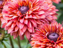 Рудбекия Фламенко Дарк Оранж Flamenco Dark Oranag купить