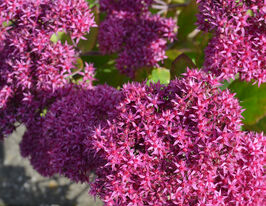 Очиток (седум) Мистер Гудбад (Mr. Goodbud) купить