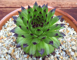 Молодило Рейнхард (Reinhard) купить