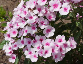 Флокс метельчатый Эрли Пинк (Early Pink) купить