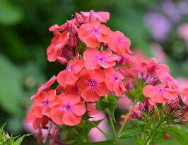 Флокс метельчатый Флэйм Корал (Flame Coral) купить