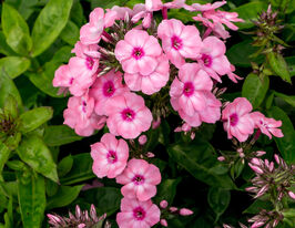 Флокс метельчатый Флэйм Лайт Пинк купить