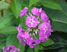 Флокс метельчатый Флэйм Лилак (Flame Lilac) купить