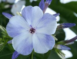 Флокс метельчатый Флэйм Марин (Flame Marine) купить