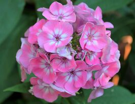 Флокс волотистий Флейм Пінк Ай (Flame Pink Eye)купити