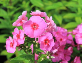 Флокс волотистий Флейм Пінк (Flame Pink)купити
