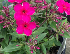 Флокс волотистий Флейм Про Серіз (Flame Pro Cerise)купити