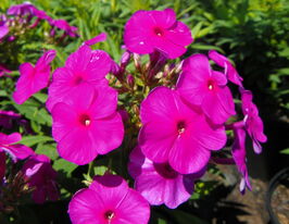 Флокс волотистий Флейм Пьорпл (Flame Purple)купити