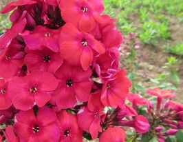 Флокс волотистий Флейм Ред (Flame Red)купити