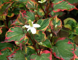 Хауттюйнія серцеподібна Хамелеон (Houttuynia cordata Chameleon)купити