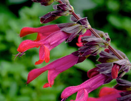 Сальвія (шавлія) дібровна Аманте (Salvia nemerosa Amante)купити