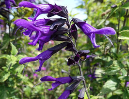 Сальвія (шавлія) дібровна Амістад (Salvia nemerosa Amistad)купити
