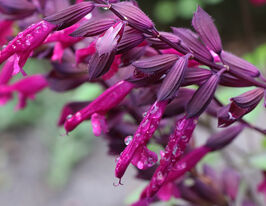 Сальвія (шавлія) дібровна Лав енд Вішес (Salvia nemerosa Love and Wishes)купити