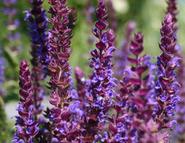 Сальвія (шавлія) дібровна Остфрісланд (Salvia nemerosa Ostfriesland)купити