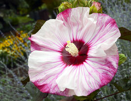 Гібіскус трав'янистий Вишневий чізкейк (Cherry Cheesecake)купити
