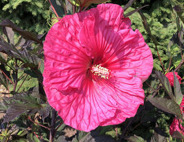 Гібіскус Вечірня троянда (Evening Rose)купити