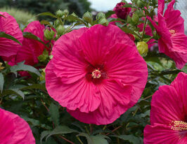 Гібіскус Літо в раю (Summer in Paradise)купити