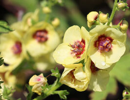 Коров'як (вербаскум) Дарк Айз (Dark Eyes)купити