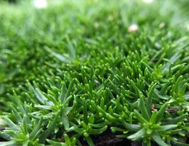 Моховатка (сагіна) голковидна Грін Мосс (Sagina subulata Green Moss)купити