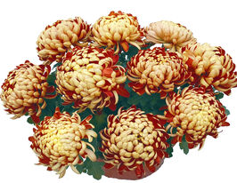 Хризантема Буфало Роуж Ет Ор (Buffalo rouge Et Or) купить