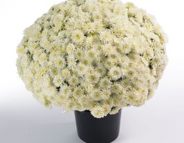 Хризантема Авалон Крем (Avalon Cream)купити