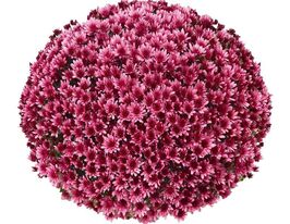 Хризантема Адуро Віолет (Aduro Violet)купити