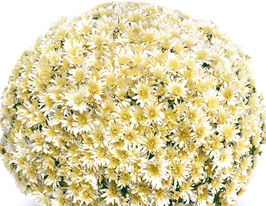 Хризантема Арлуно Ванілла (Arluno Vanilla)купити