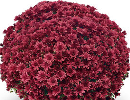 Хризантема Арлуно Ред (Arluno Red)купити