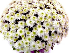 Хризантема Бланшетт Вайт (Blanchett White)купити