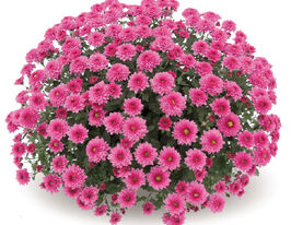 Хризантема Бланшетт Пінк (Blanchett Pink)купити