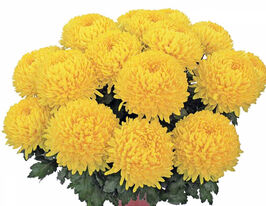 Хризантема Етінчелор (Etincelor)купити