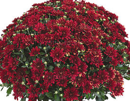 Хризантема Фієста червона (Fiesta Red)купити