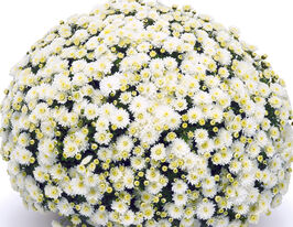 Хризантема Ясода Вайт (Jasoda White)купити