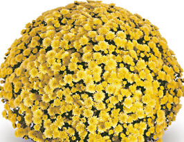 Хризантема Ясода Дарк Єллоу (Jasoda Dark Yellow) купить