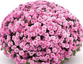 Хризантема Ясода Дарк Пінк (Jasoda Dark Pink)купити