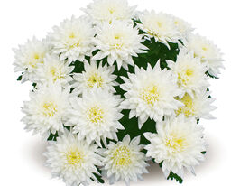 Хризантема Вилловбрук (Willowbrook) купить