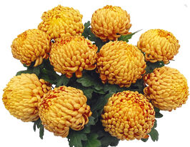 Хризантема Джокапі Доре (Jokapi Dore)купити