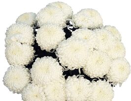 Хризантема Комодо Блан (Komodo Blanc)купити