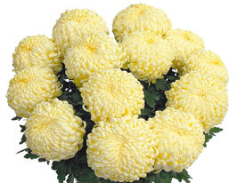 Хризантема Комодо Крем (Komodo Creme)купити