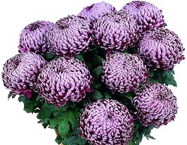 Хризантема Малабар Віолет (Malabar Violet)купити