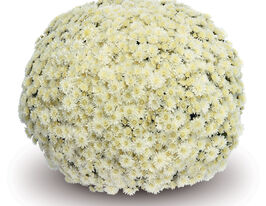 Хризантема Назімі Уайт (Nazimi White)купити