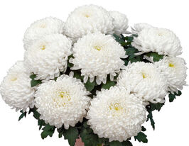 Хризантема Нікіта Блан (Nikita Blanc)купити
