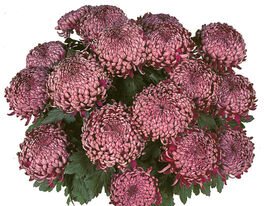 Хризантема Ромі (Romy)купити